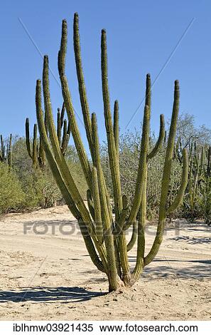 "Hairbrush Cactus (Pachycereus pecten-aboriginum), Cactus steppe near La Ventana, Baja California Sur, Mexico, North America" View Large Photo Image Stock Photography - "Hairbrush Cactus (Pachycereus pecten-aboriginum), Cactus steppe near La Ventana, Baja California Sur, Mexico, North America". Fotosearch