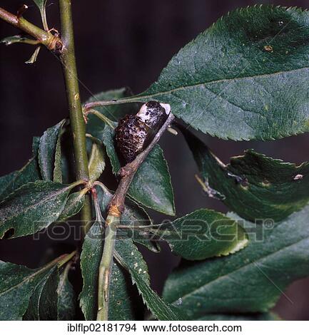 "Hairstreak Black (Strymonidia pruni), pupa on branch among leaves" View Large Photo Image Picture - "Hairstreak Black (Strymonidia pruni), pupa on branch among leaves". Fotosearch