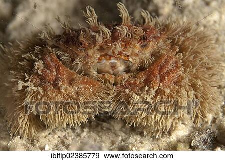 Stock Photo - "Hairy Bat Crab (Pilumnus vespertilio), adult, Mabul Island, Sabah, Borneo, Malaysia, Southeast Asia, Asia". Fotosearch