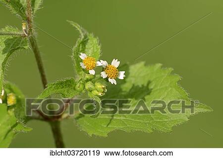 "Hairy Galinsoga or Shaggy Soldier (Galinsoga ciliata), North Rhine-Westphalia, Germany, Europe" View Large Photo Image Stock Photo - "Hairy Galinsoga or Shaggy Soldier (Galinsoga ciliata), North Rhine-Westphalia, Germany, Europe". Fotosearch