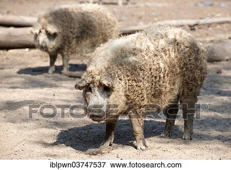 Stock Photo - "Hairy Mangalitsa pigs, Central Hungary, Hungary, Europe". Fotosearch