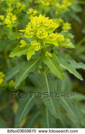 "Hairy Spurge (Euphorbia villosa), flowering, Thuringia, Germany, Europe" View Large Photo Image Stock Image - "Hairy Spurge (Euphorbia villosa), flowering, Thuringia, Germany, Europe". Fotosearch
