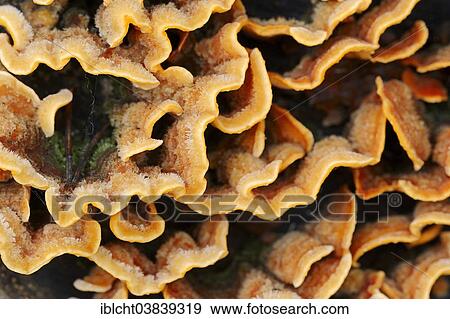 "Hairy Stereum or Hairy Curtain Crust (Stereum hirsutum), North Rhine-Westphalia, Germany, Europe" View Large Photo Image Stock Photo - "Hairy Stereum or Hairy Curtain Crust (Stereum hirsutum), North Rhine-Westphalia, Germany, Europe". Fotosearch
