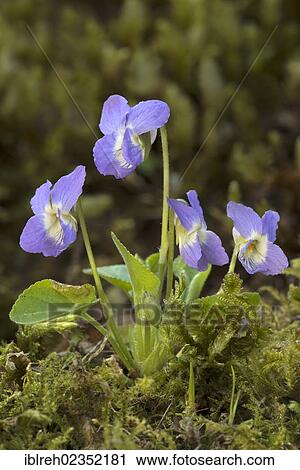 "Hairy violet (Viola hirta), Tiefenbach-Klamm gorge, Kramsach, Tyrol, Austria, Europe" View Large Photo Image Stock Image - "Hairy violet (Viola hirta), Tiefenbach-Klamm gorge, Kramsach, Tyrol, Austria, Europe". Fotosearch