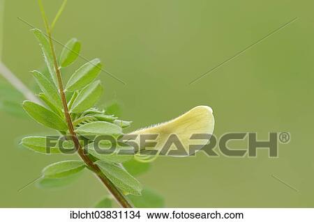 "Hairy yellow vetch (Vicia hybrida), flower, Provence, Southern France, France, Europe" View Large Photo Image Picture - "Hairy yellow vetch (Vicia hybrida), flower, Provence, Southern France, France, Europe". Fotosearch