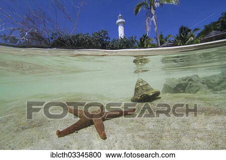 Stock Image - "Half-and-half-shot, starfish in the South Seas off an island with a sandy beach, palm trees and the lighthouse of Ilot Amedee or Le Phare Amedee, Amedee Island, New Caledonia, France, Oceania". Fotosearch