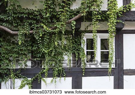 "Half-timbered house overgrown with ivy, Wernigerode, Saxony-Anhalt, Germany, Europe" View Large Photo Image Stock Image - "Half-timbered house overgrown with ivy, Wernigerode, Saxony-Anhalt, Germany, Europe". Fotosearch