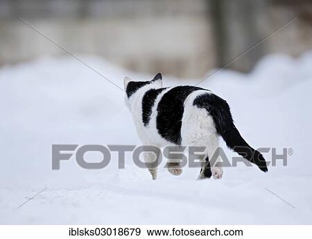 "Half-wild village cat walking through the snow, rear view, Satteldorf, Schwabisch Hall, Baden-Wurttemberg, Germany, Europe" View Large Photo Image Stock Photo - "Half-wild village cat walking through the snow, rear view, Satteldorf, Schwabisch Hall, Baden-Wurttemberg, Germany, Europe". Fotosearch