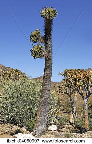 "Halfmens plant (Pachypodium namaquanum) and Quiver Trees (Aloe dichotoma), Goegab Nature Reserve, Northern Cape, South Africa, Africa" View Large Photo Image Stock Photo - "Halfmens plant (Pachypodium namaquanum) and Quiver Trees (Aloe dichotoma), Goegab Nature Reserve, Northern Cape, South Africa, Africa". Fotosearch