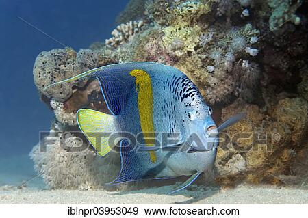 "Halfmoon angelfish (Pomacanthus maculosus), Makadi Bay, Red Sea, Hurghada, Egypt, Africa" View Large Photo Image Stock Photo - "Halfmoon angelfish (Pomacanthus maculosus), Makadi Bay, Red Sea, Hurghada, Egypt, Africa". Fotosearch