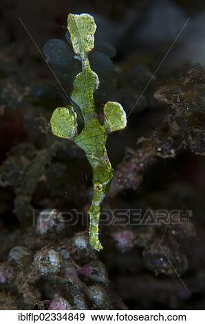 "Halimeda Ghostpipefish (Solenostomus halimeda), adult, Bunaken, Manado, Northeast Sulawesi, Indonesia, Southeast Asia, Asia" View Large Photo Image Stock Photo - "Halimeda Ghostpipefish (Solenostomus halimeda), adult, Bunaken, Manado, Northeast Sulawesi, Indonesia, Southeast Asia, Asia". Fotosearch