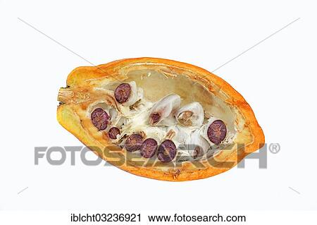 Stock Image - Halved fruit with cocoa beans (Theobroma cacao). Fotosearch