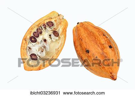 Halved fruit with cocoa beans (Theobroma cacao) View Large Photo Image Stock Image - Halved fruit with cocoa beans (Theobroma cacao). Fotosearch