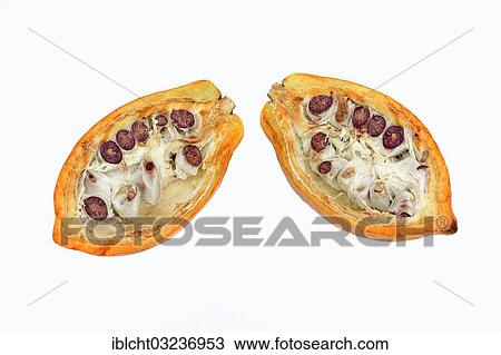 Halved fruit with cocoa beans (Theobroma cacao) View Large Photo Image Stock Image - Halved fruit with cocoa beans (Theobroma cacao). Fotosearch