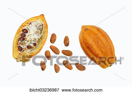 Halved fruit with cocoa beans (Theobroma cacao) View Large Photo Image Stock Photo - Halved fruit with cocoa beans (Theobroma cacao). Fotosearch