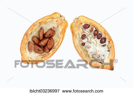 Halved fruit with cocoa beans (Theobroma cacao) View Large Photo Image Stock Photo - Halved fruit with cocoa beans (Theobroma cacao). Fotosearch