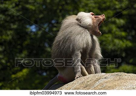 "Hamadryas Baboon (Papio hamadryas), male, sitting on rock calling, Hellabrunn Zoo, Munich, Upper Bavaria, Bavaria, Germany, Europe" View Large Photo Image Stock Image - "Hamadryas Baboon (Papio hamadryas), male, sitting on rock calling, Hellabrunn Zoo, Munich, Upper Bavaria, Bavaria, Germany, Europe". Fotosearch