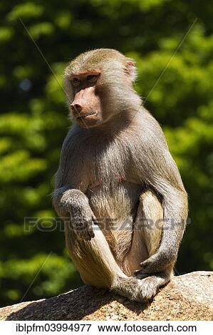 "Hamadryas Baboon (Papio hamadryas), female, sitting on rock, Hellabrunn Zoo, Munich, Upper Bavaria, Bavaria, Germany, Europe" View Large Photo Image Stock Photo - "Hamadryas Baboon (Papio hamadryas), female, sitting on rock, Hellabrunn Zoo, Munich, Upper Bavaria, Bavaria, Germany, Europe". Fotosearch