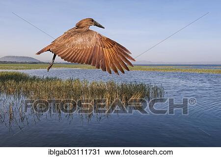 Stock Image - "Hamerkop (Scopus umbretta), Lake Awasa, Awasa Lake, Awasa, Southern Nations, Nationalities, and Peoples? ÇÖ Region, Ethiopia, Africa". Fotosearch