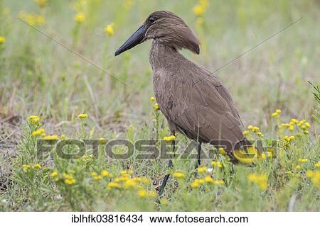 "Hamerkop (Scopus umbretta), Liuwa Plain National Park, Northwestern Province, Zambia, Africa" View Large Photo Image Picture - "Hamerkop (Scopus umbretta), Liuwa Plain National Park, Northwestern Province, Zambia, Africa". Fotosearch