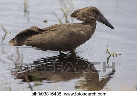 "Hamerkop (Scopus umbretta), Liuwa Plain National Park, Northwestern Province, Zambia, Africa" View Large Photo Image Stock Photography - "Hamerkop (Scopus umbretta), Liuwa Plain National Park, Northwestern Province, Zambia, Africa". Fotosearch