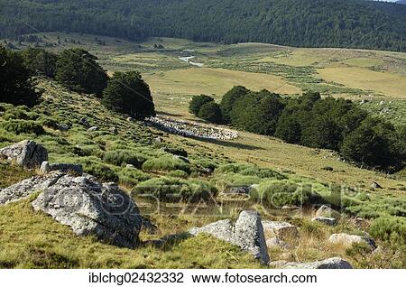 "Hamlet of Bellecoste, the Causses and the Cevennes, UNESCO World Heritage Site, Parc National des Cevennes, Cevennes National Park, UNESCO Biosphere Reserve, Mont Lozere, Le Pont-de-Montvert, Lozere, Languedoc-Roussillon, France, Europe" View Large Photo Image Stock Image - "Hamlet of Bellecoste, the Causses and the Cevennes, UNESCO World Heritage Site, Parc National des Cevennes, Cevennes National Park, UNESCO Biosphere Reserve, Mont Lozere, Le Pont-de-Montvert, Lozere, Languedoc-Roussillon, France, Europe". Fotosearch