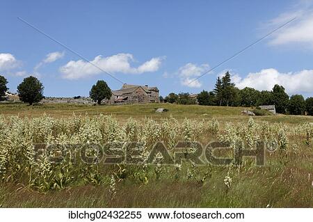"Hamlet of l'Aubaret, The Causses and the Cevennes, UNESCO World Heritage, Cevennes National Park, Parc National des Cevennes, UNESCO Biosphere Reserve, Mont Lozere, Pont de Montvert, Lozere, Languedoc-Roussillon, France, Europe" View Large Photo Image Stock Photography - "Hamlet of l'Aubaret, The Causses and the Cevennes, UNESCO World Heritage, Cevennes National Park, Parc National des Cevennes, UNESCO Biosphere Reserve, Mont Lozere, Pont de Montvert, Lozere, Languedoc-Roussillon, France, Europe". Fotosearch