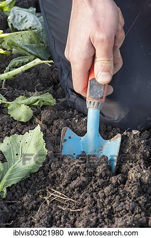 "Hand and small spade cultivating a garden, Sweden, Europe" View Large Photo Image Stock Image - "Hand and small spade cultivating a garden, Sweden, Europe". Fotosearch