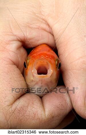 Stock Photograph - Hand holding a goldfish. Fotosearch