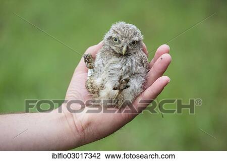 "Hand holding a young Little Owl (Athene noctua), Offheim, Limburg an der Lahn, Hesse, Germany, Europe" View Large Photo Image Stock Image - "Hand holding a young Little Owl (Athene noctua), Offheim, Limburg an der Lahn, Hesse, Germany, Europe". Fotosearch