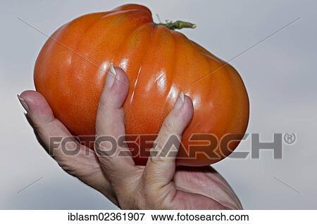 Hand holding an ox heart tomato View Large Photo Image Stock Photo - Hand holding an ox heart tomato. Fotosearch