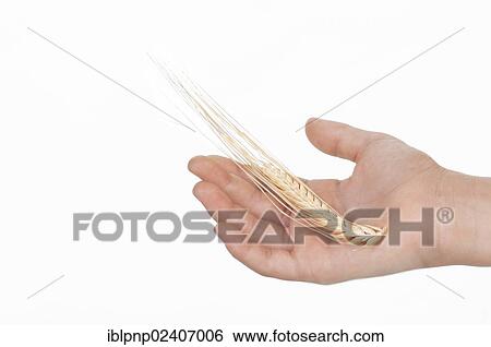 Stock Photograph - Hand holding ear of wheat (Triticum spp. ). Fotosearch