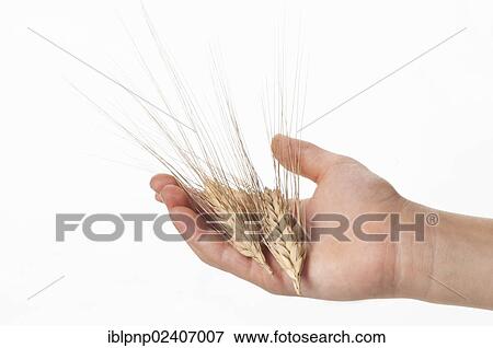 Hand holding ears of wheat (Triticum spp. ) View Large Photo Image Stock Photo - Hand holding ears of wheat (Triticum spp. ). Fotosearch