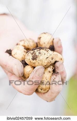 Hand holding organically grown earthy potatoes View Large Photo Image Stock Photo - Hand holding organically grown earthy potatoes. Fotosearch