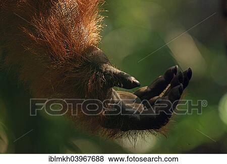 Stock Photo - "Hand of a Bornean Orangutan (Pongo pygmaeus), Tanjung Puting National Park, Central Kalimantan, Borneo, Indonesia, Asia". Fotosearch