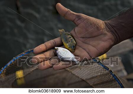 Stock Photo - "Hand of a fisherman with two small fish on his palm, Vembanad lake, Kerala, India, Asia". Fotosearch