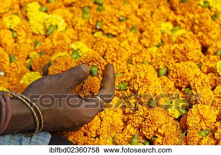 "Hand of a vendor with orange flowers, Kolkata, India, Asia" View Large Photo Image Stock Photo - "Hand of a vendor with orange flowers, Kolkata, India, Asia". Fotosearch