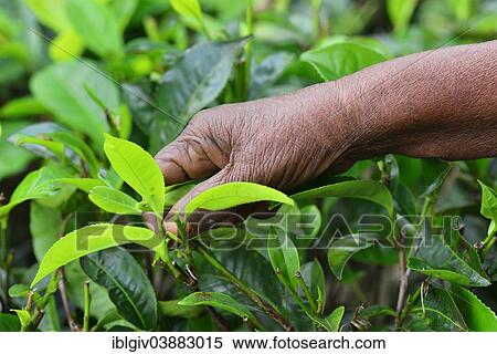 "Hand of an elderly woman picking tea leaves, Ella, Uva, Sri Lanka, Asia" View Large Photo Image Stock Photography - "Hand of an elderly woman picking tea leaves, Ella, Uva, Sri Lanka, Asia". Fotosearch