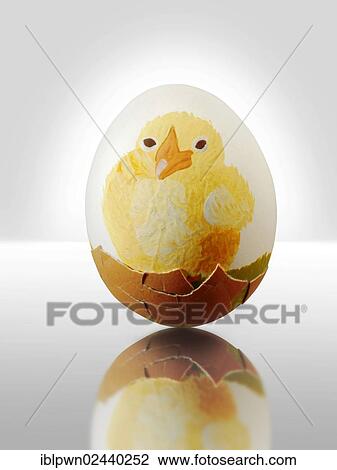 Hand-painted chicken egg with traditional Easter chick design View Large Photo Image Stock Image - Hand-painted chicken egg with traditional Easter chick design. Fotosearch