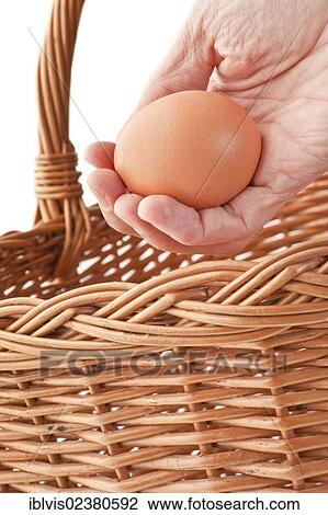 Hand placing a brown egg in a basket View Large Photo Image Stock Image - Hand placing a brown egg in a basket. Fotosearch