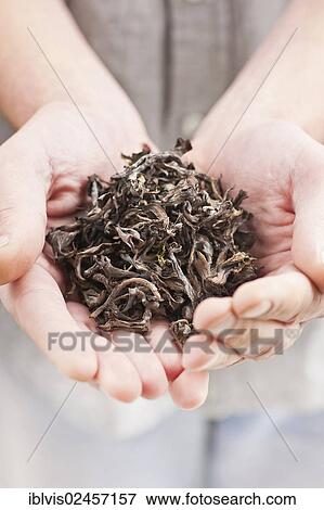 "Hands full of dried edible mushrooms, Black chanterelle" View Large Photo Image Stock Photo - "Hands full of dried edible mushrooms, Black chanterelle". Fotosearch