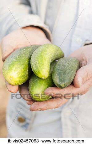 Stock Image - Hands holding a bunch of organically grown cucumbers. Fotosearch