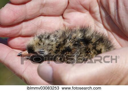 "Hands holding a chick, Common Tern (Sterna hirundo), East Frisian Islands, East Frisia, Lower Saxony, Germany, Europe" View Large Photo Image Stock Image - "Hands holding a chick, Common Tern (Sterna hirundo), East Frisian Islands, East Frisia, Lower Saxony, Germany, Europe". Fotosearch