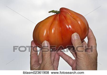 Hands holding an ox heart tomato View Large Photo Image Stock Photo - Hands holding an ox heart tomato. Fotosearch