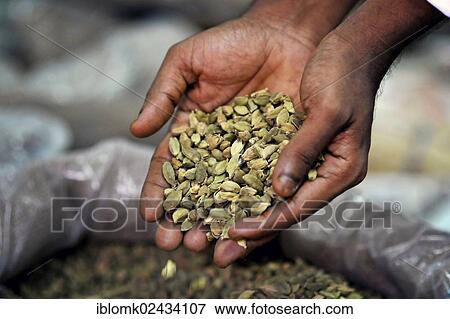 Stock Photo - "Hands holding cardamom, spice storage, Jew Town, Kochi or Cochin, Kerala, South India, India, Asia". Fotosearch
