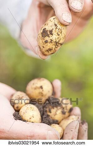 "Hands holding organically grown earthy potatoes, Sweden, Europe" View Large Photo Image Picture - "Hands holding organically grown earthy potatoes, Sweden, Europe". Fotosearch