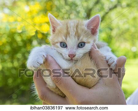 Stock Photo - "Hands holding young domestic cat, Austria, Europe". Fotosearch