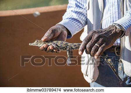 "Hands holding young Nile Crocodile (Crocodylus niloticus), crocodile farm, Otjiwarongo, Namibia, Africa" View Large Photo Image Picture - "Hands holding young Nile Crocodile (Crocodylus niloticus), crocodile farm, Otjiwarongo, Namibia, Africa". Fotosearch