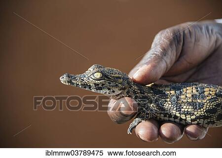 "Hands holding young Nile Crocodile (Crocodylus niloticus), crocodile farm, Otjiwarongo, Namibia, Africa" View Large Photo Image Stock Photography - "Hands holding young Nile Crocodile (Crocodylus niloticus), crocodile farm, Otjiwarongo, Namibia, Africa". Fotosearch