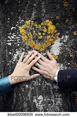 Hands of a woman and a man with wedding rings on a tree with a heart View Large Photo Image Stock Photo - Hands of a woman and a man with wedding rings on a tree with a heart. Fotosearch